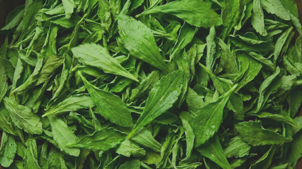 Stevia